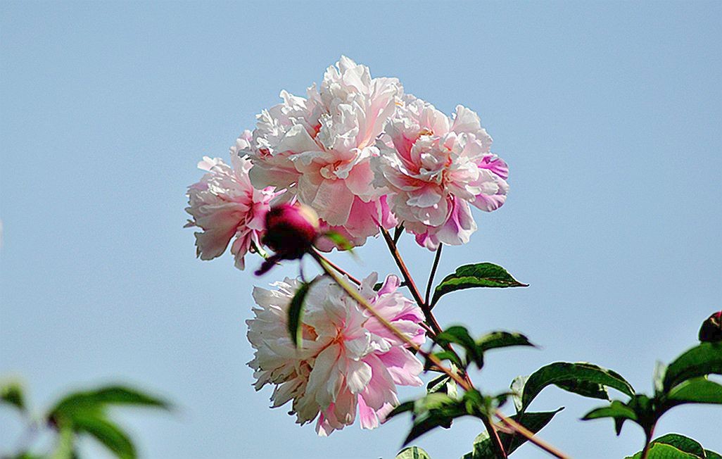DSC_0137.jpg