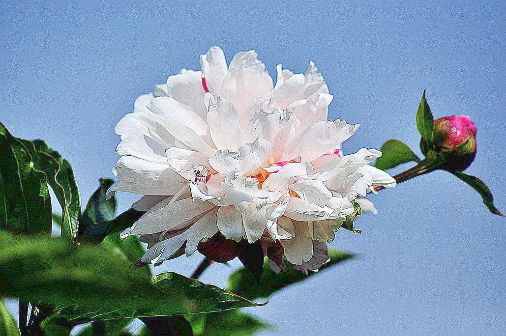 DSC_0152.jpg