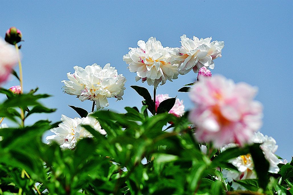 DSC_0231.jpg