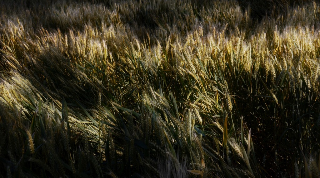 DSC_4015.jpg