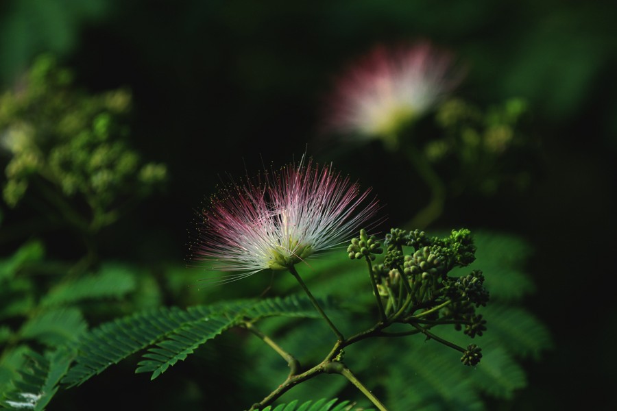 G_5390.jpg