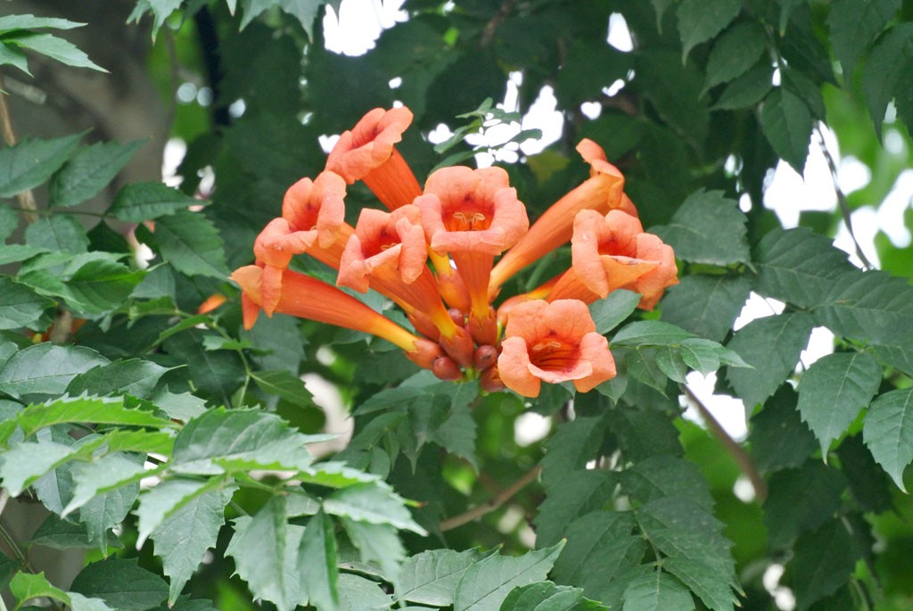 DSC_5236副本.jpg