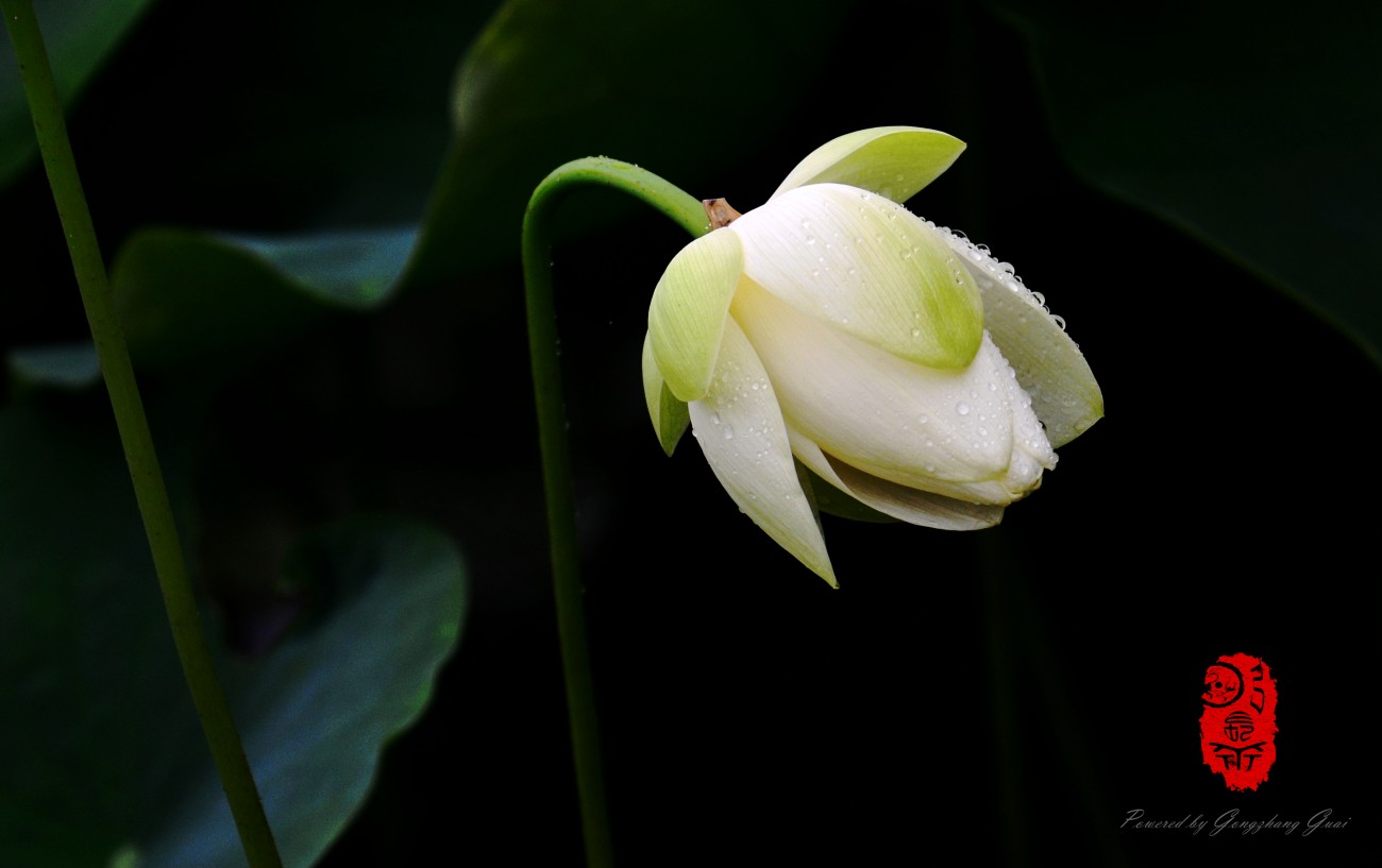 DSC_2677_副本.jpg