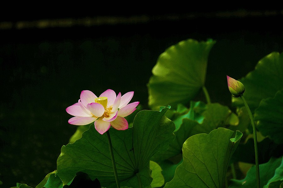 L9180667_副本压.jpg