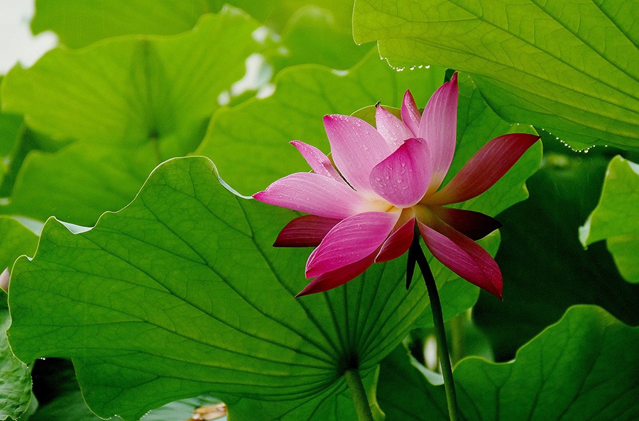 L9180688_副本压.jpg