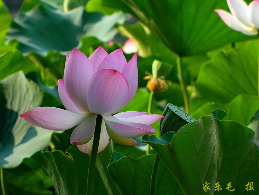 丰庆公园荷花美 (2).jpg