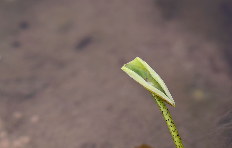 小荷才露尖尖角