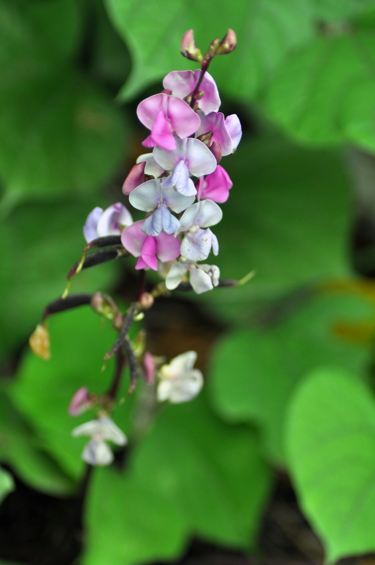 DSC_0747F.jpg