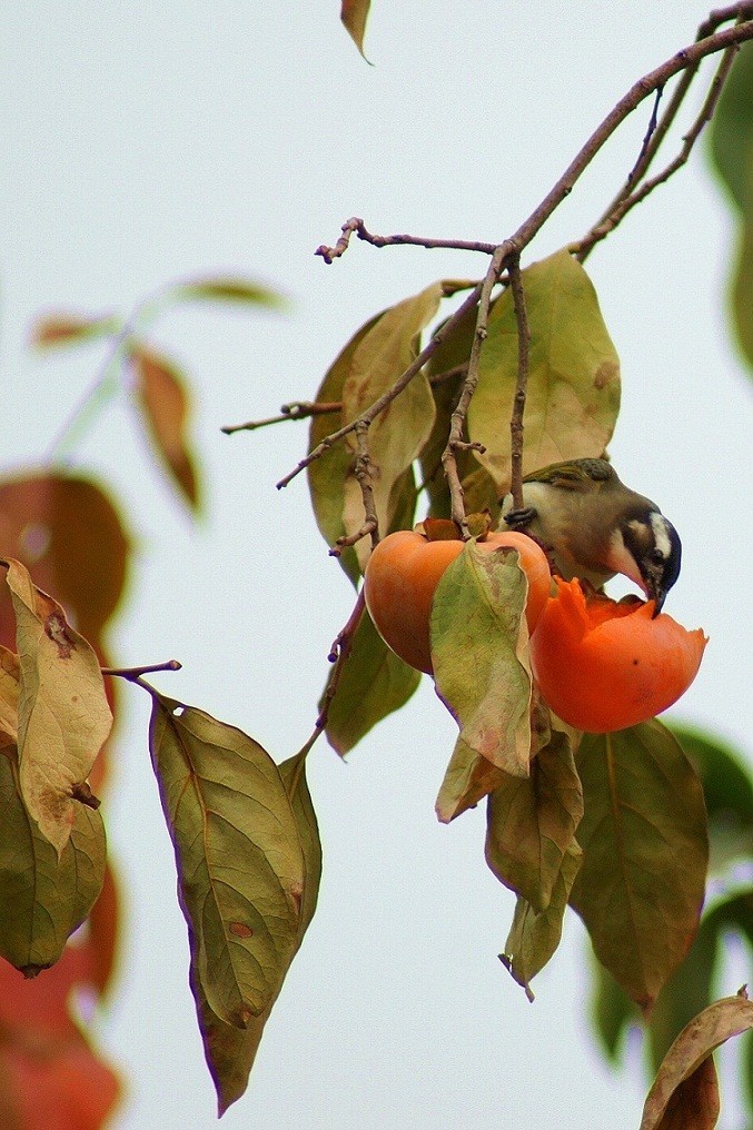 享受美食