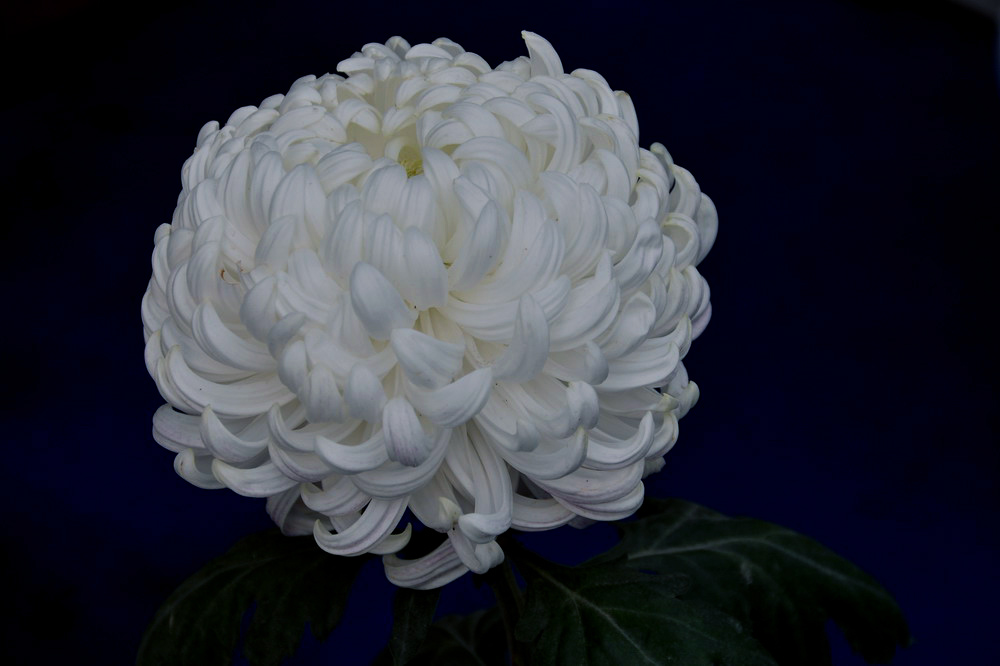 菊花展 (51).JPG