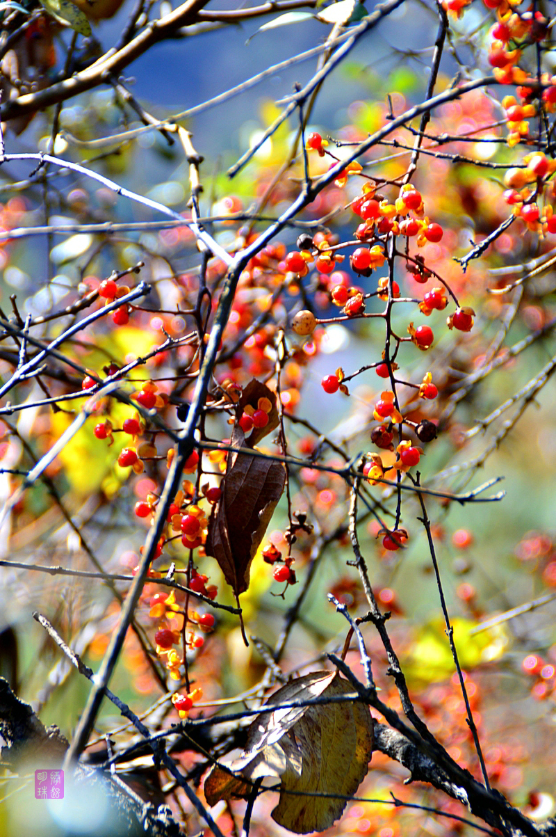 DSC_1511_副本.JPG