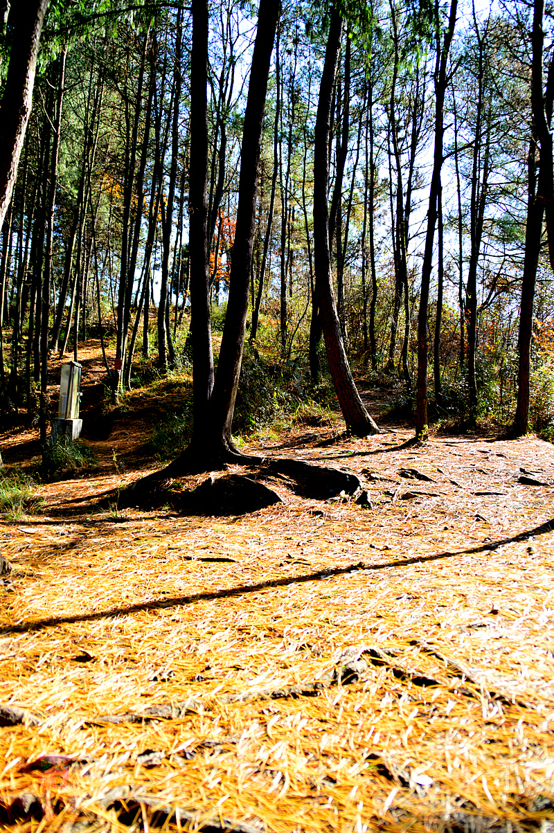 DSC_1529.JPG