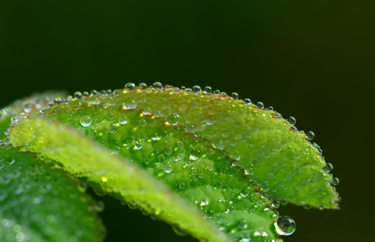 晶莹剔透小水珠