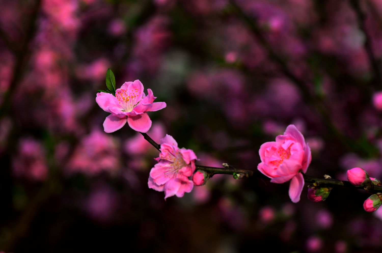 粉红色的记忆----桃花