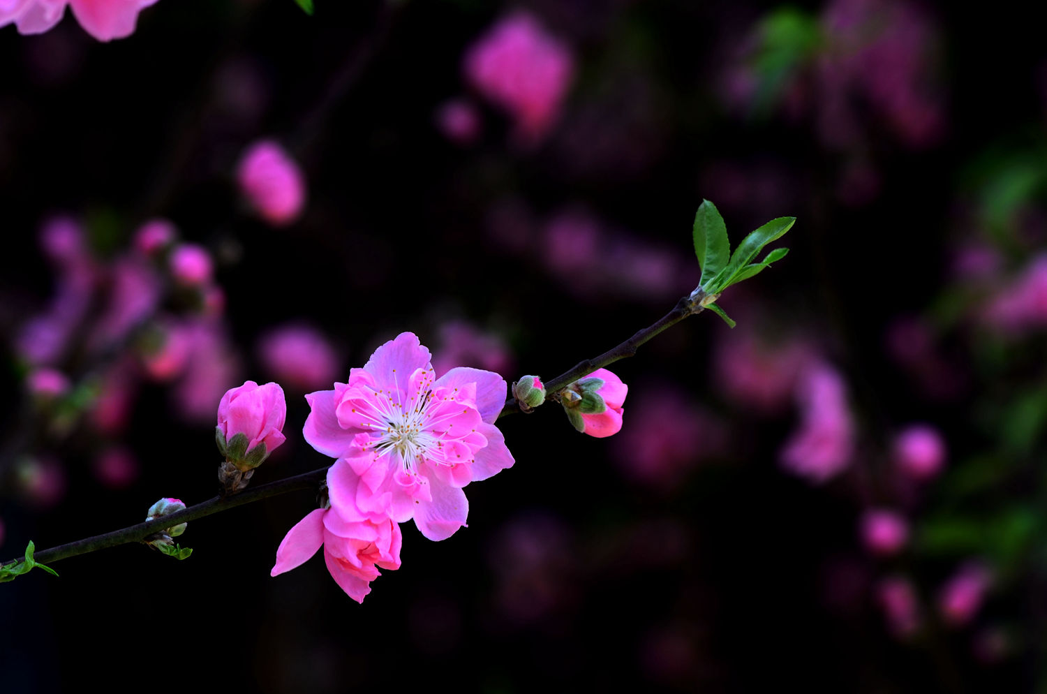 粉红色的记忆----桃花