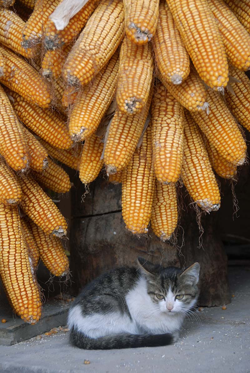 看家猫 (3).jpg
