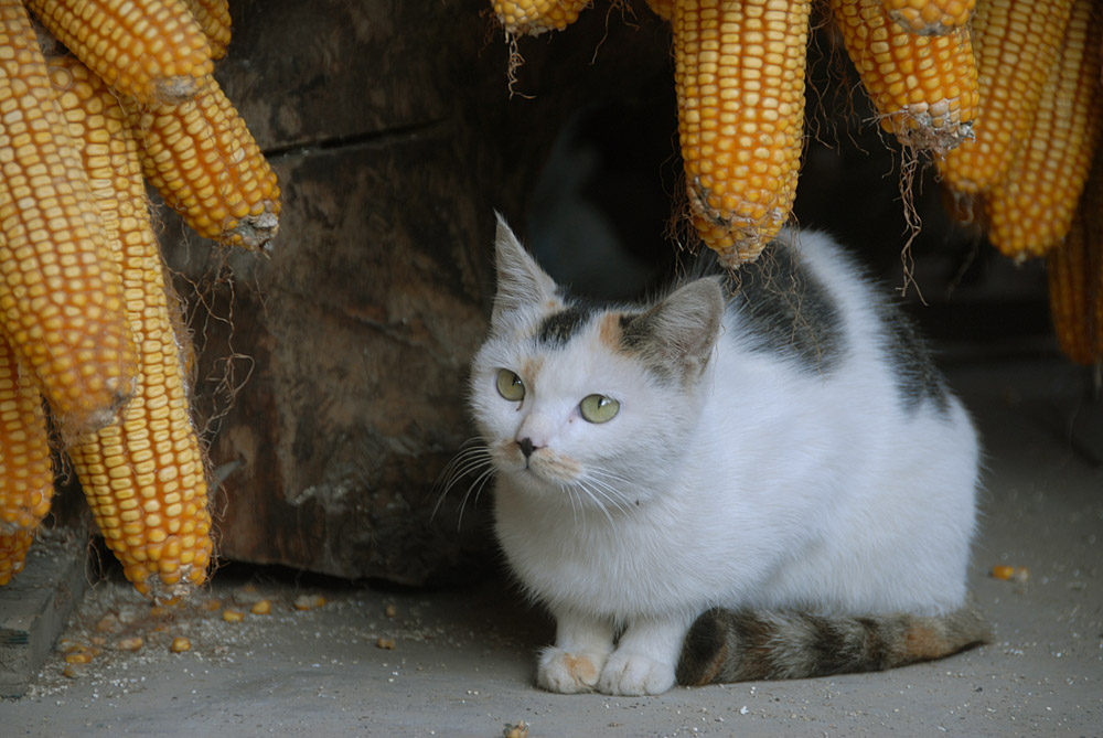 看家猫 (8).jpg