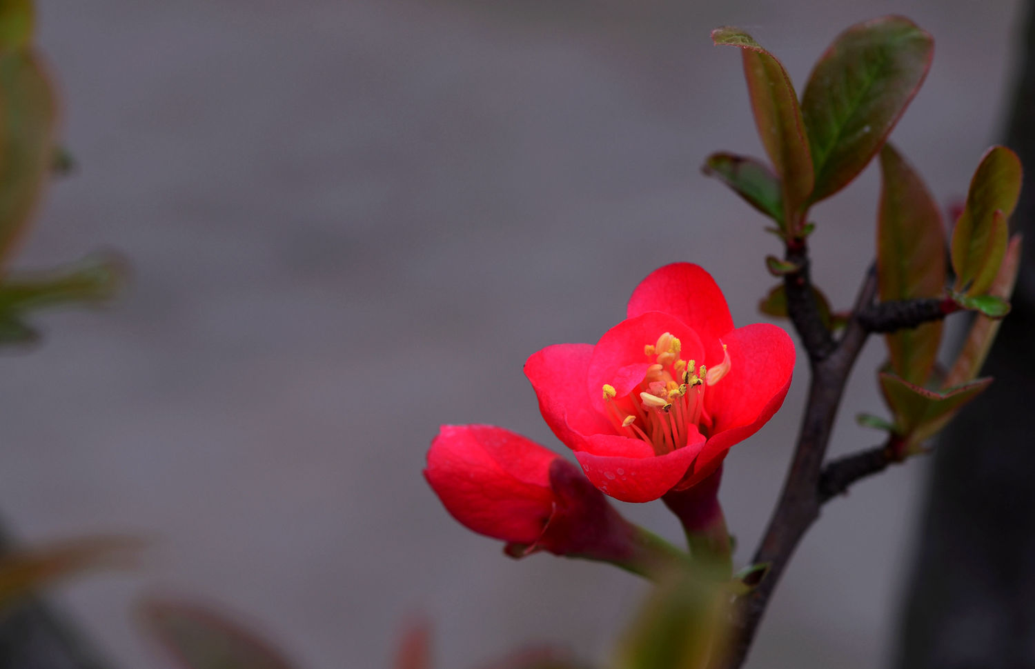 姹紫嫣红海棠花