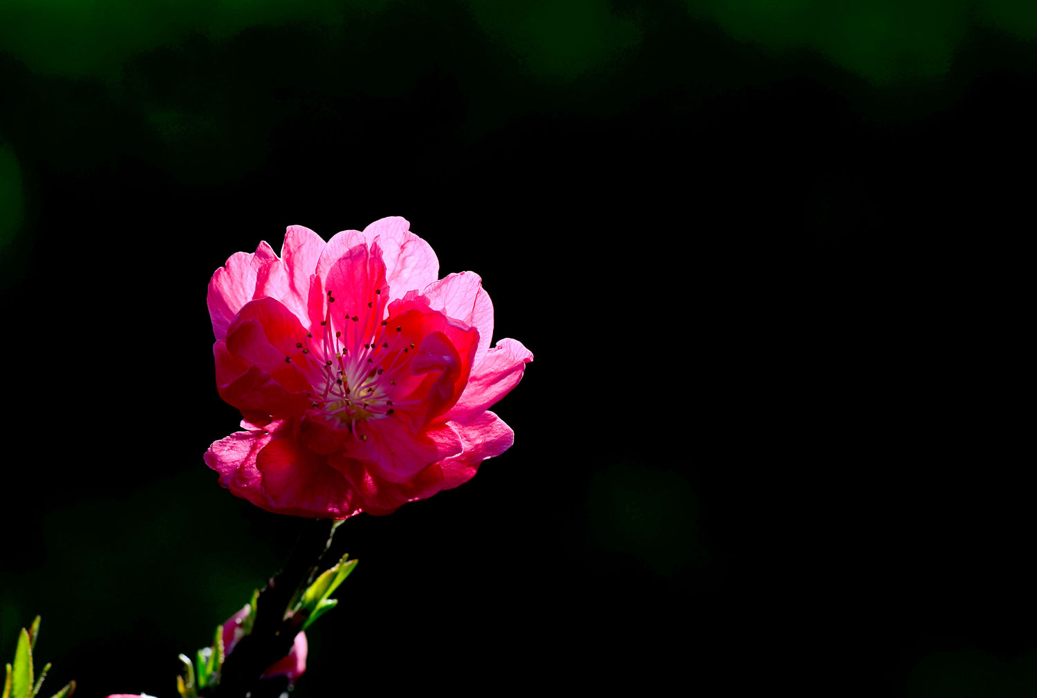 又见桃花开 一