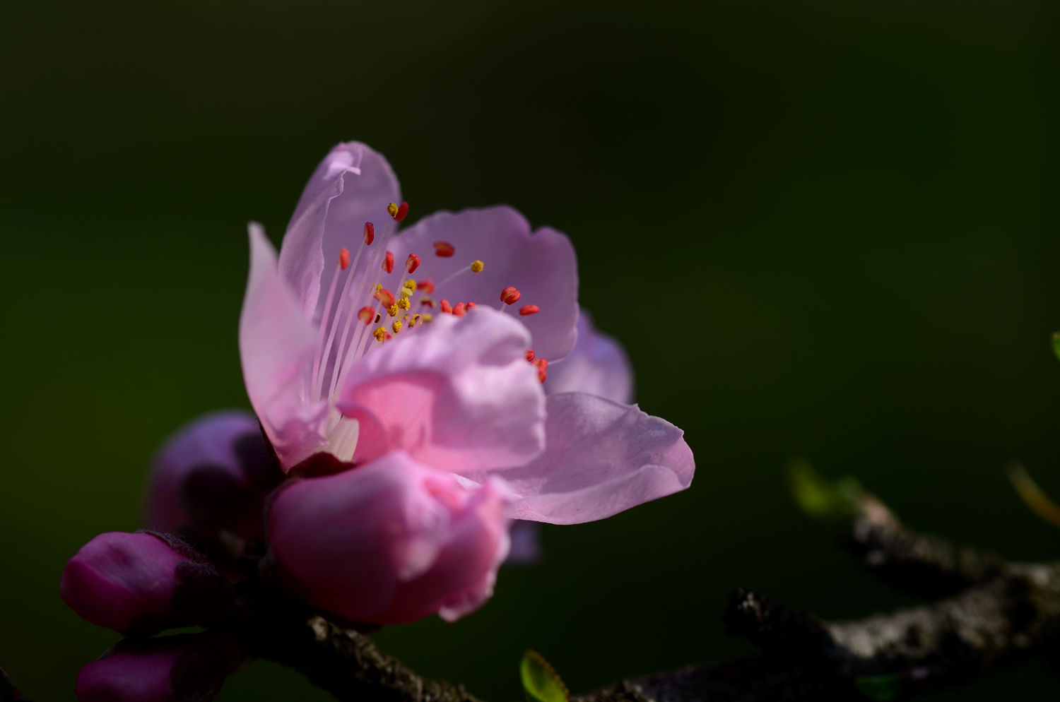 又见桃花开二