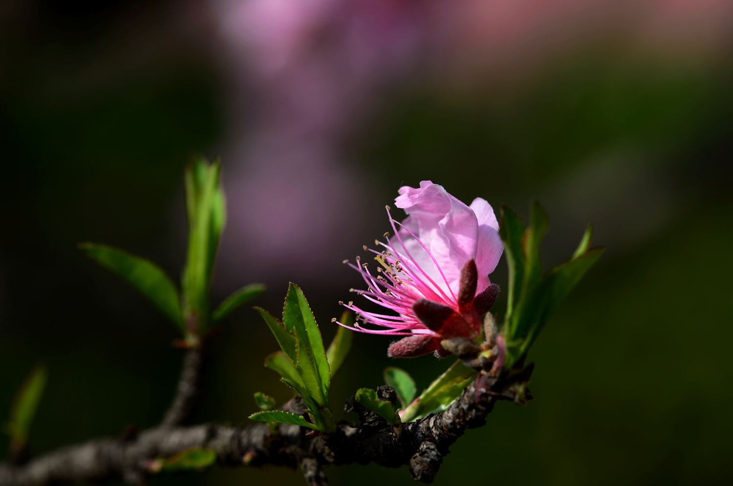 又见桃花开二