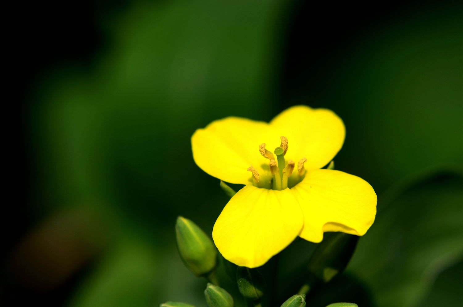 油菜花正黄