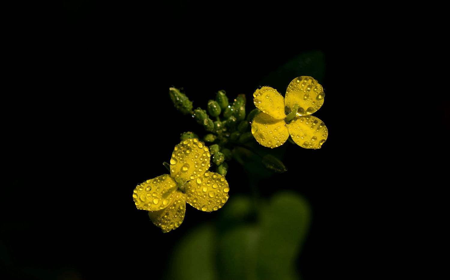 油菜花正黄