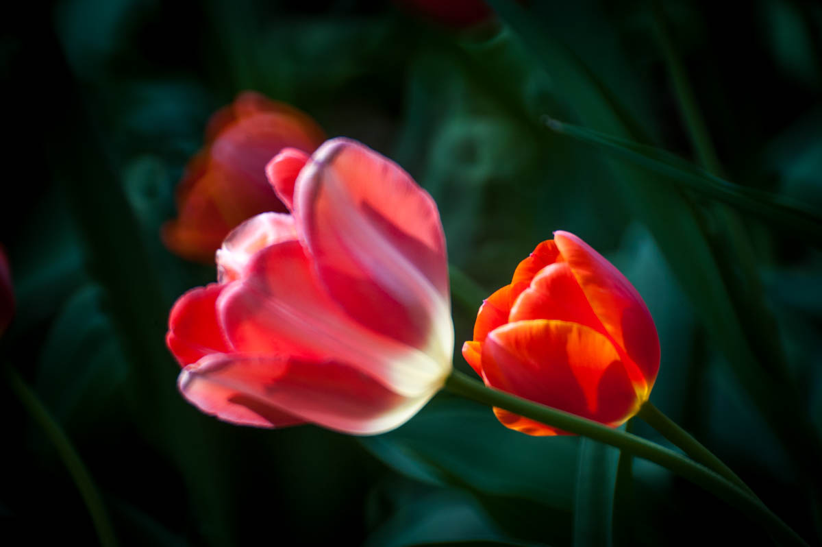 _DSC6759.jpg