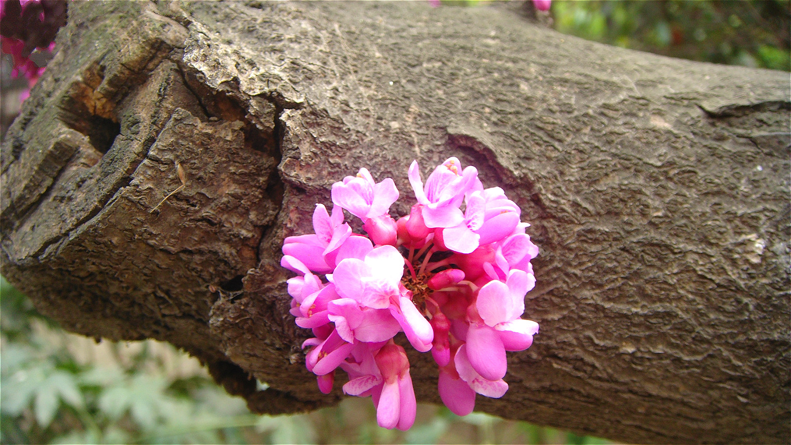 DSC09723_meitu_46.jpg