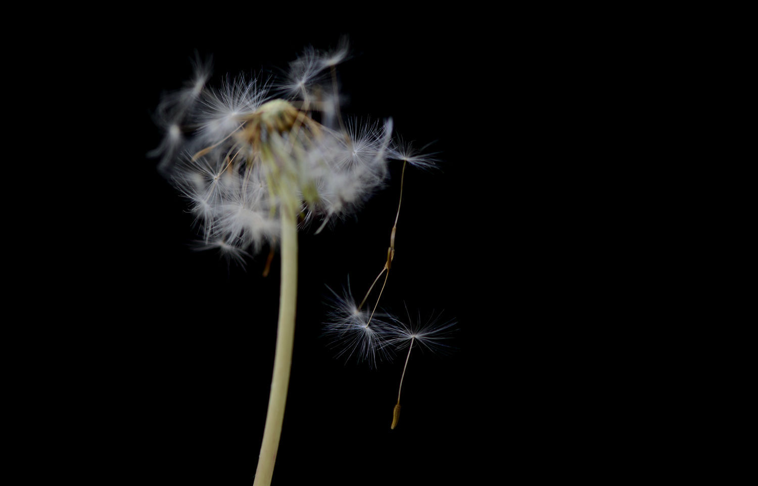 随风飘荡  蒲公英  二