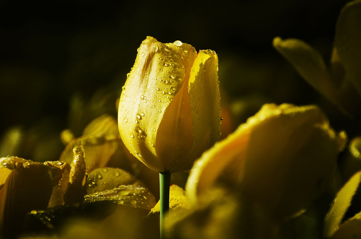 nEO_IMG_DSC_5532.jpg