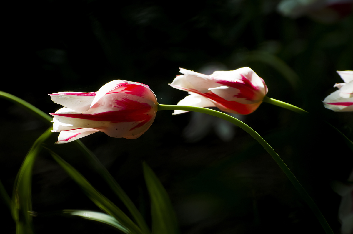 nEO_IMG_DSC_5606.jpg