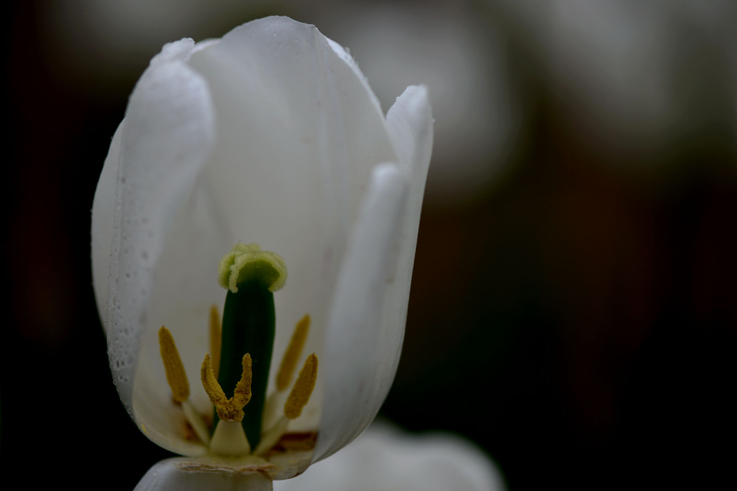 郁金香花蕊  三