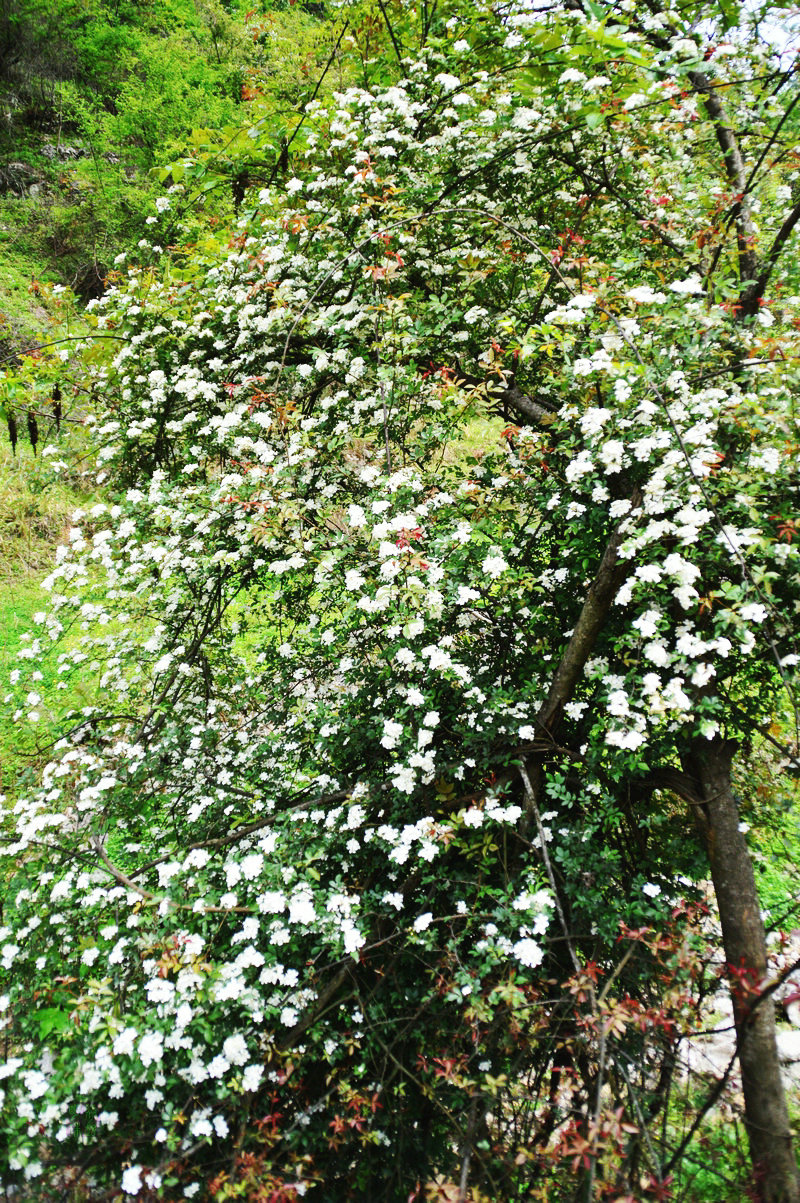 DSC_6660.JPG