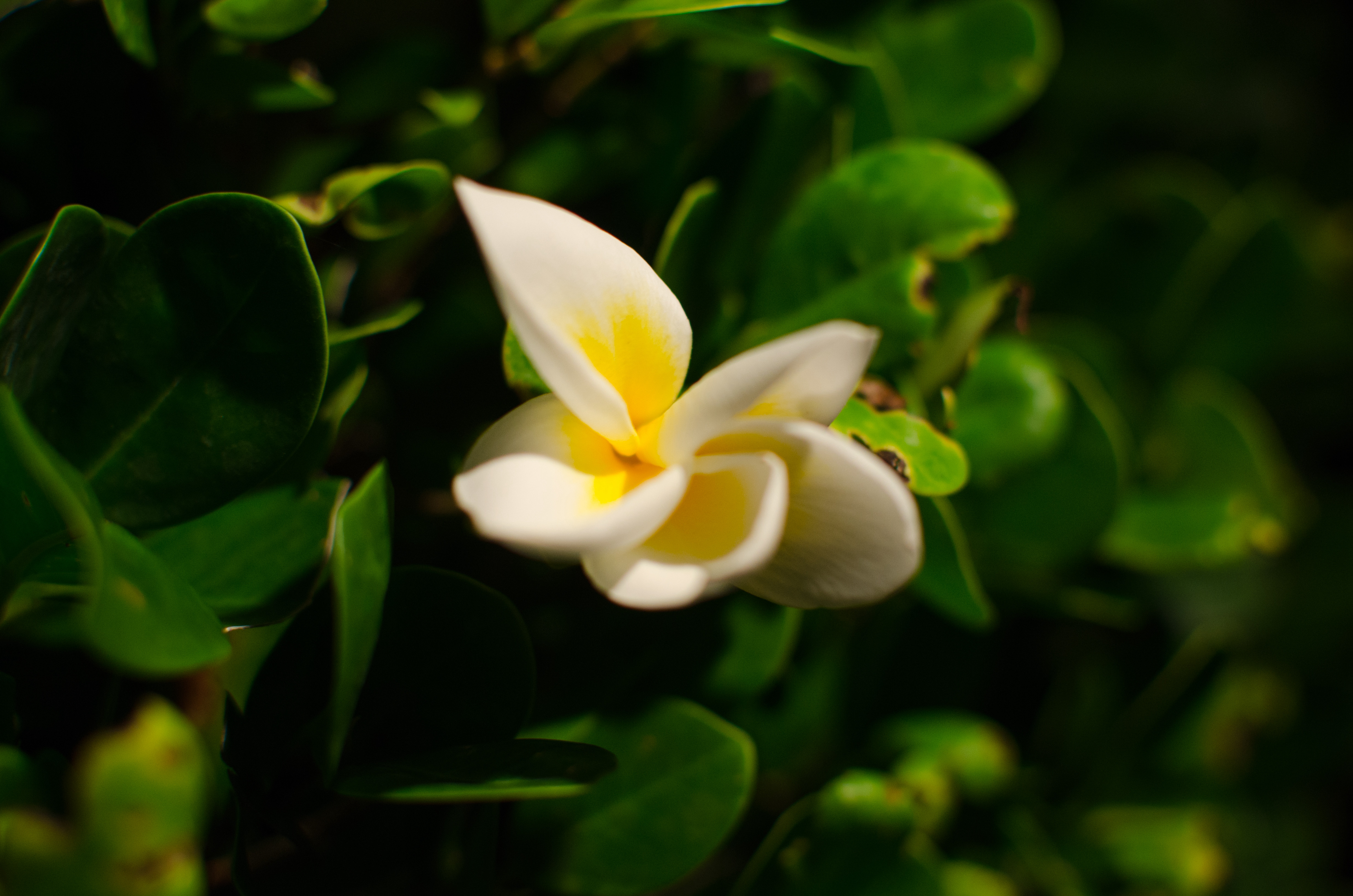 DSC_0183.jpg