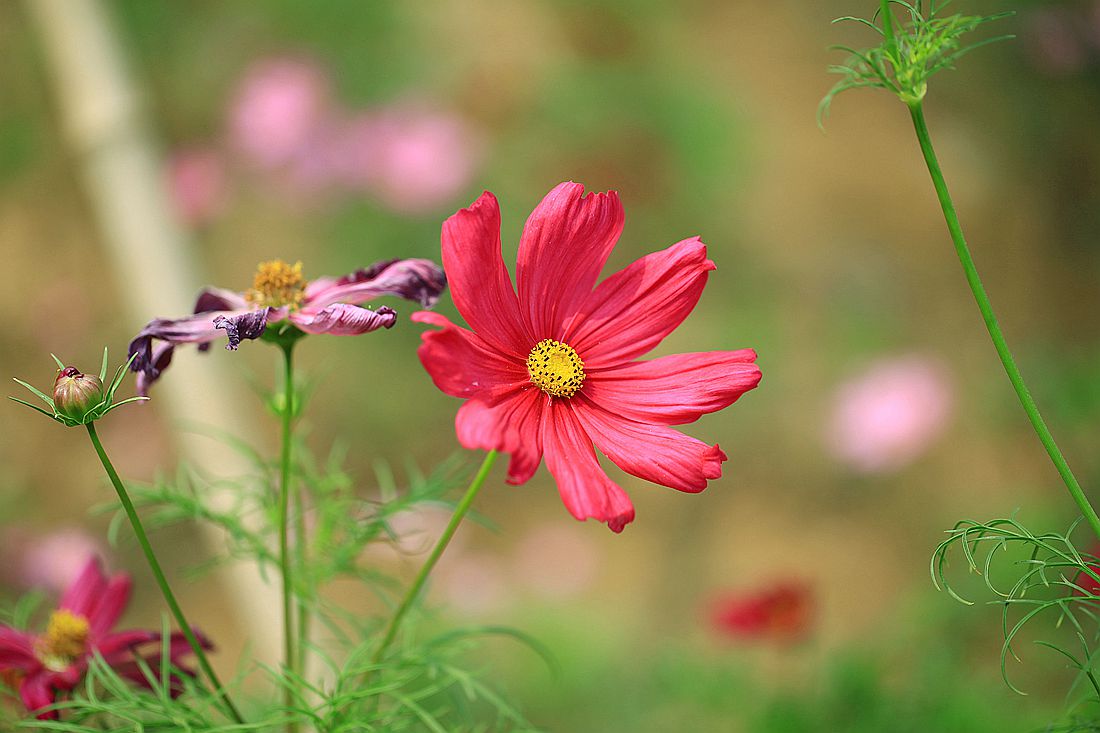 格桑花 094_副本.jpg