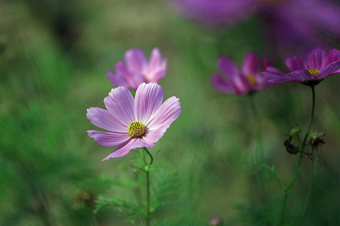 格桑花 084_副本.jpg