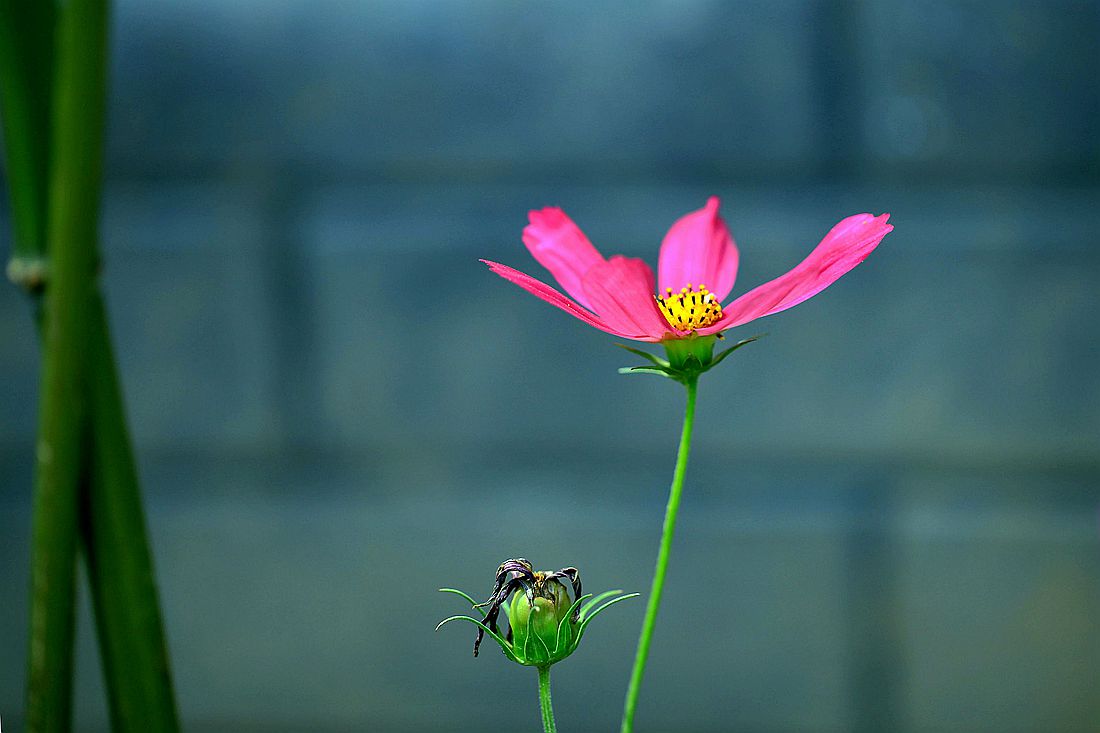 格桑花 240_副本.jpg