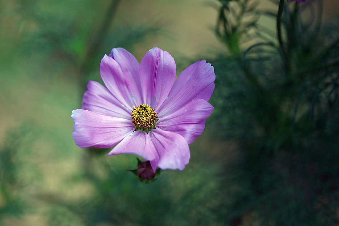 格桑花 430_副本.jpg