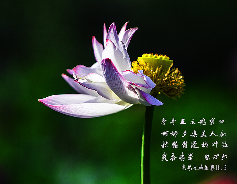 DSC_0436副本010.jpg