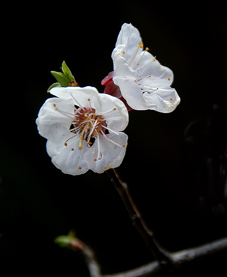 花卉 (2).jpg