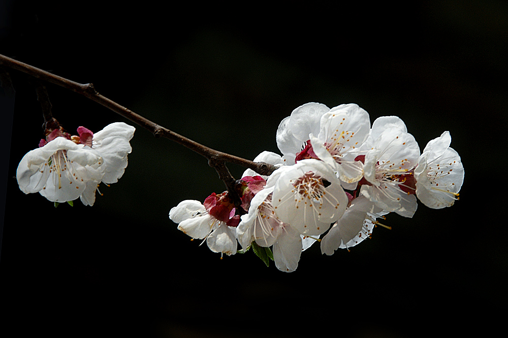 花卉 (8).jpg