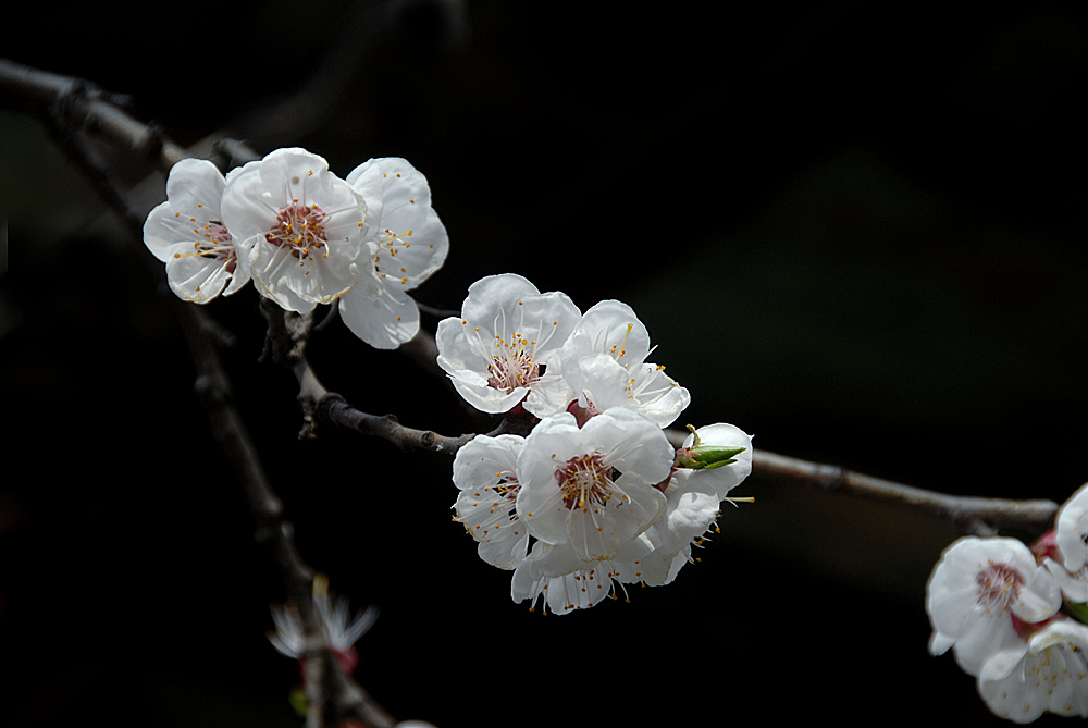 花卉 (6).jpg