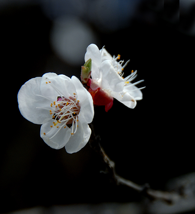 花卉 (7).jpg