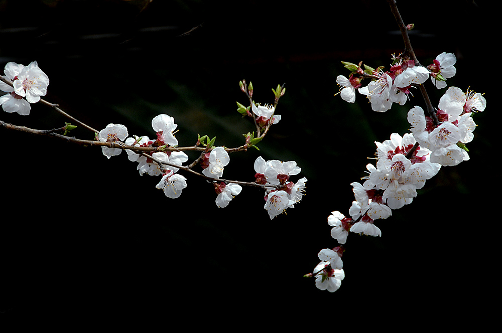 花卉 (9).jpg