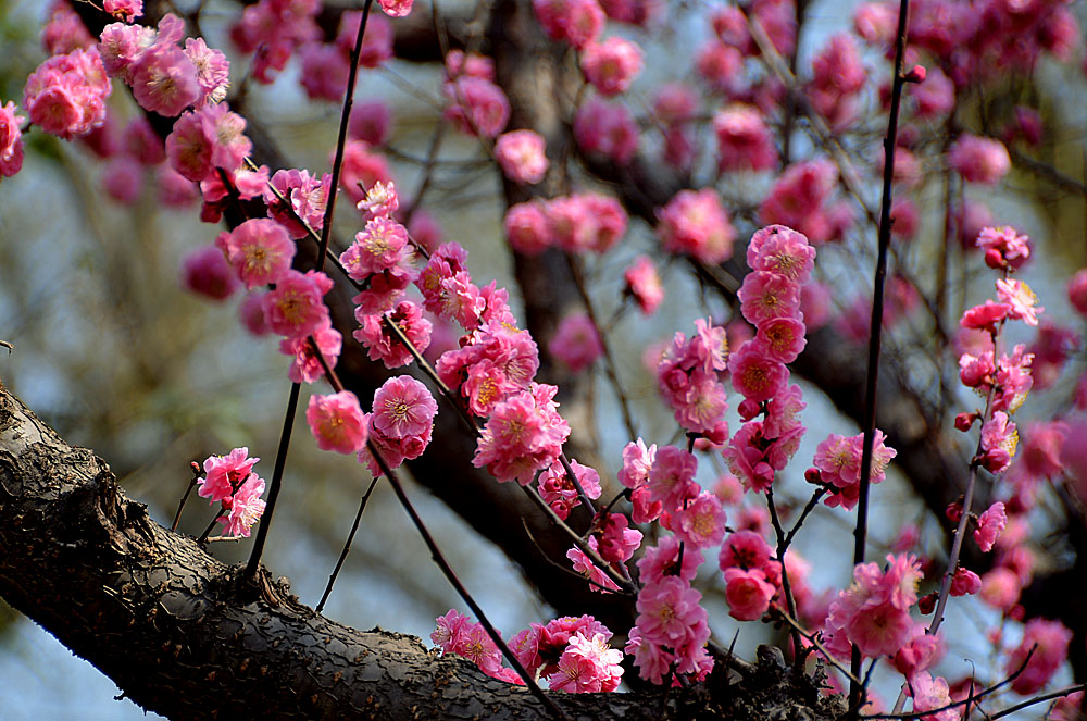 楼观红梅花开 (1).jpg