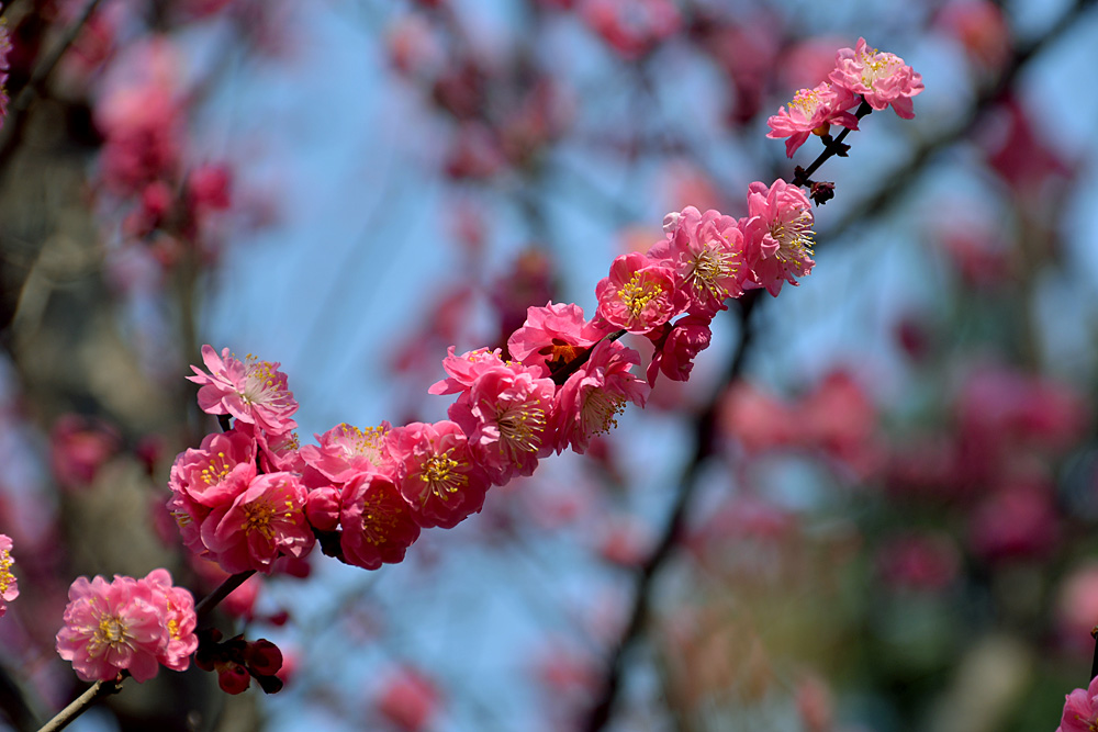 楼观红梅花开 (2).jpg