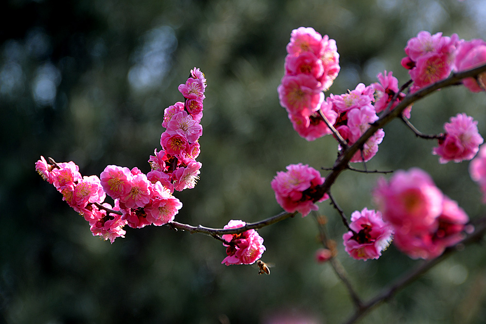 楼观红梅花开 (3).jpg