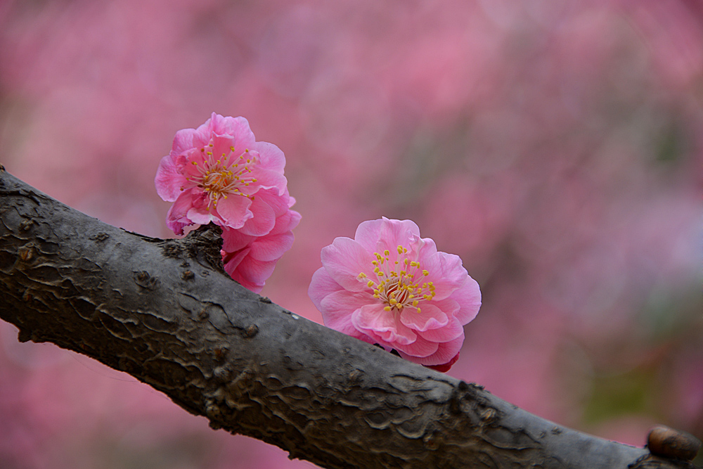 楼观红梅花开 (7).jpg