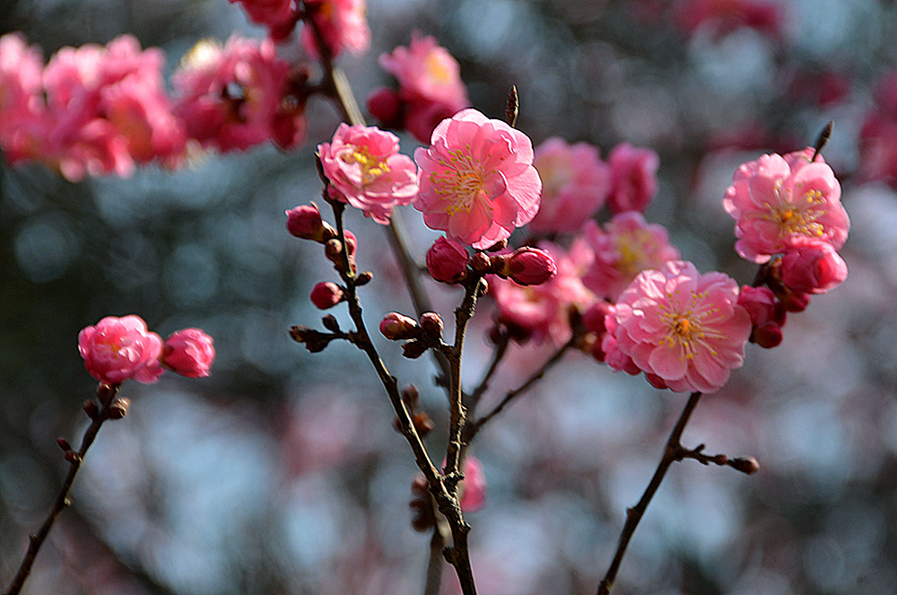 楼观红梅花开 (8).jpg